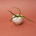 Tiny Tulip Vessel